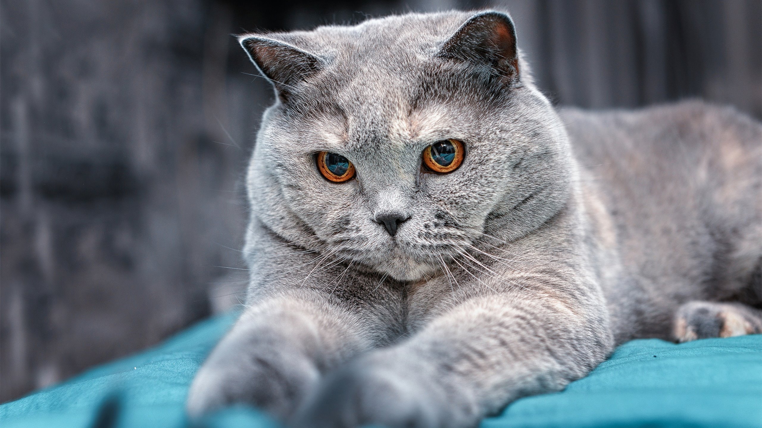 九游博彩-WRC赛前热身：车手们的赛前准备工作，赛车手比赛前应该做什么