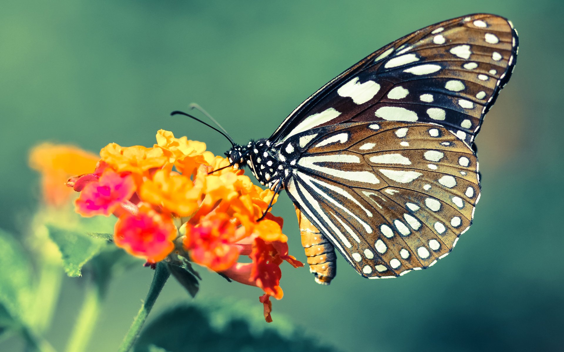 半决赛焦点：西班牙vs法国，欧洲内战，西班牙vs法国谁是主场