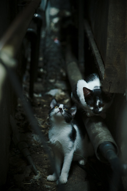 托桑·埃夫布奥姆万成为NBA全球球迷偶像，埃托奥布冯